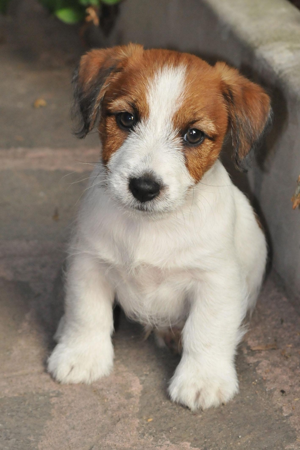 Il Jack Russell Terrier. Un cane sano - Jack Russell Terrier Granlasco
