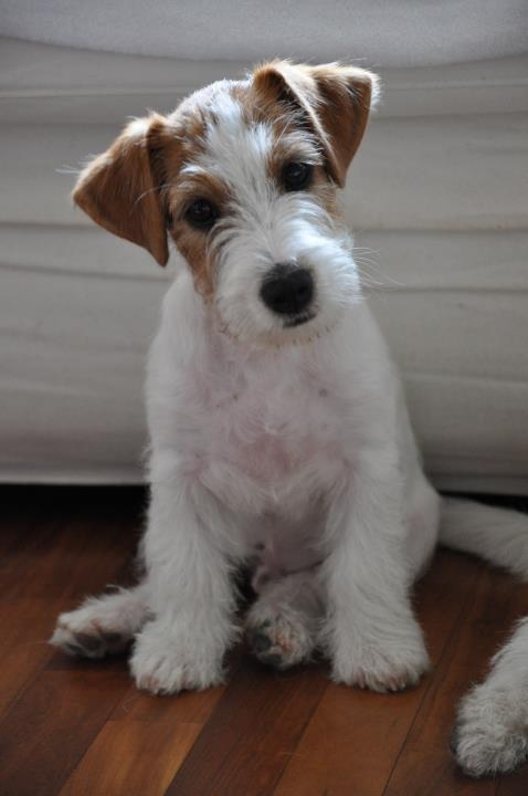 Cuccioli a pelo ruvido, Pedigree LOI nati il 2 giugno 2011 - Jack Russell Terrier Granlasco
