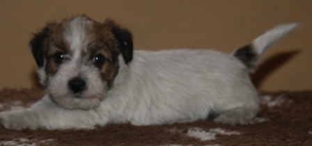 Cuccioli a pelo ruvido, Pedigree LOI, nati il 26 Febbraio 2012 - Jack Russell Terrier Granlasco