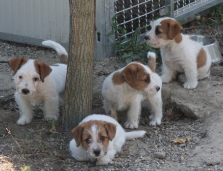 Cuccioli a pelo ruvido Pedigree LOI, nati il 2 giugno 2012 - Jack Russell Terrier Granlasco