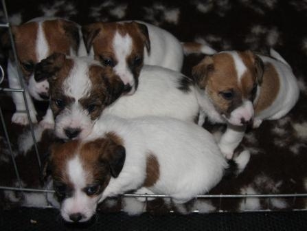 Cuccioli a pelo liscio e Broken, Pedigree Loi, nati l'11 settembre 2012 - Jack Russell Terrier Granlasco