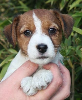 Cuccioli a pelo liscio e broken nati il 3 Ottobre 2012 - Jack Russell Terrier Granlasco