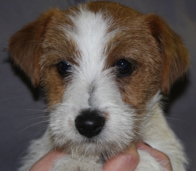 Cuccioli a pelo ruvido, nati il 29 Settembre 2012 - Jack Russell Terrier Granlasco