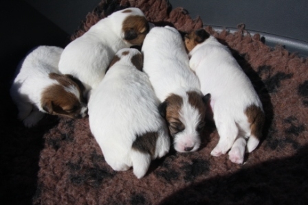 Cuccioli a pelo ruvido, pedigree LOI, nati il 29 Aprile 2013 - Jack Russell Terrier Granlasco