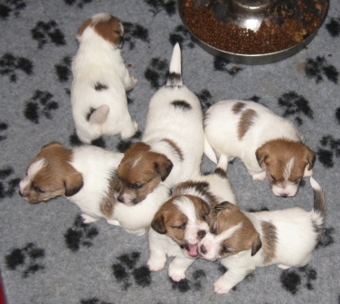 Cuccioli a pelo ruvido nati il 26 Ottobre 2013 - Jack Russell Terrier Granlasco