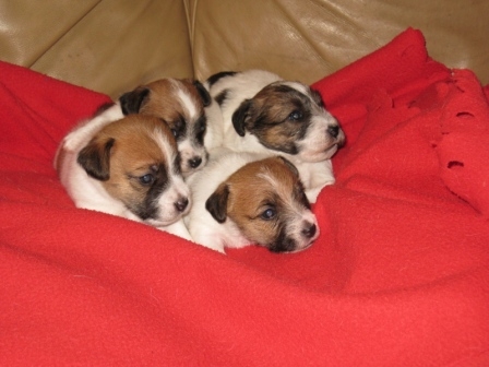 Cuccioli a pelo ruvido nati il 27 Ottobre 2013 - Jack Russell Terrier Granlasco