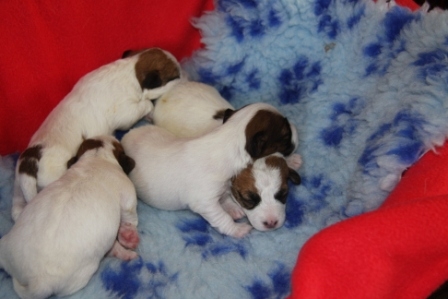 Cuccioli a pelo liscio,broken e ruvido nati il 21 luglio 2014 - Jack Russell Terrier Granlasco