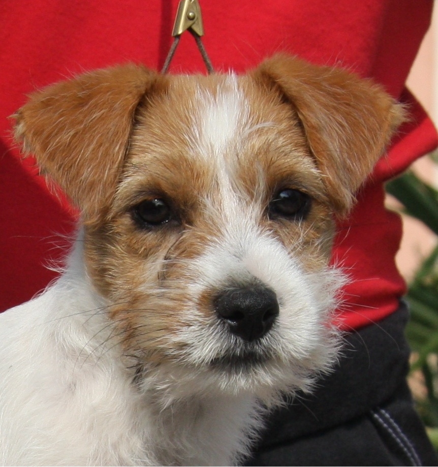 Cuccioli a pelo ruvido nati il 16 luglio 2014 - Jack Russell Terrier Granlasco