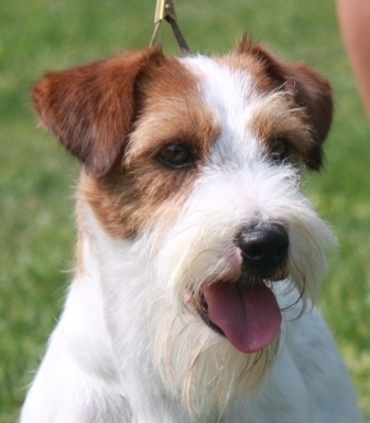 I maschi del Granlasco - Jack Russell Terrier Granlasco