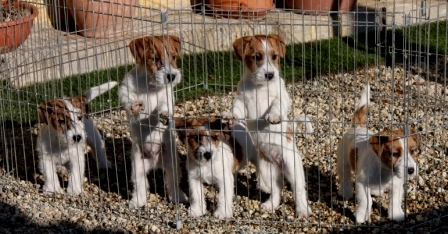 Cuccioli a pelo ruvido nati il 24/10/2014 - Jack Russell Terrier Granlasco