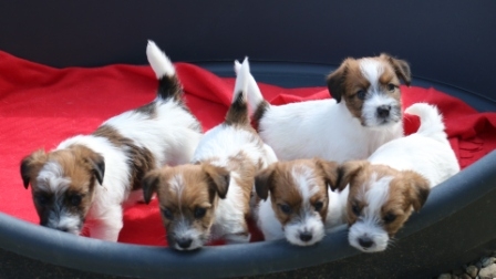 Cuccioli a pelo ruvido nati il 25/03/2015 - Jack Russell Terrier Granlasco