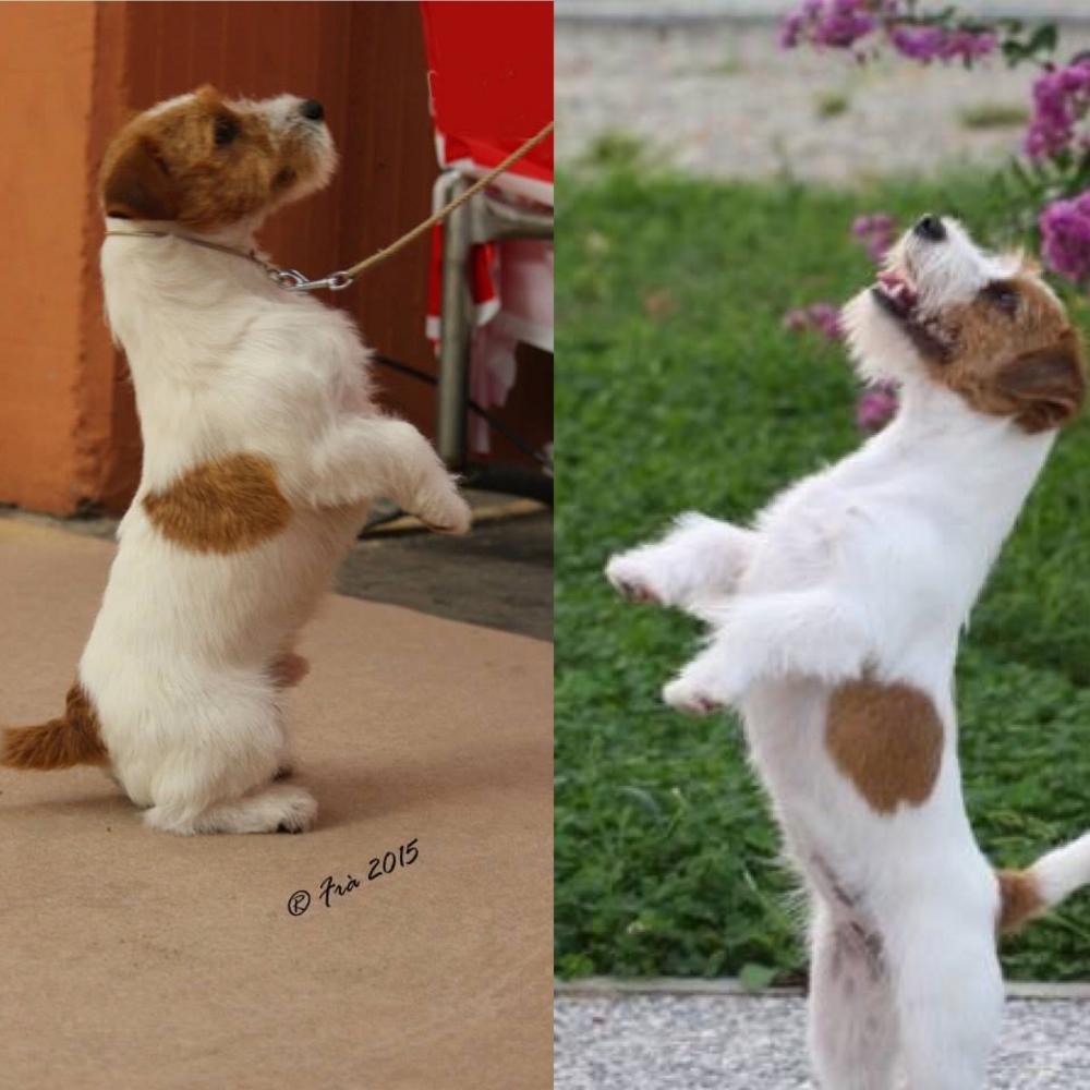 I piccoli grandi Jack Russell del Granlasco - Jack Russell Terrier Granlasco