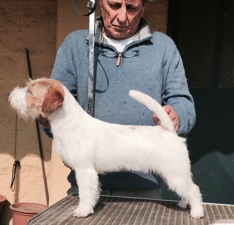Multi CH, GCH Granlasco Masha - Jack Russell Terrier Granlasco