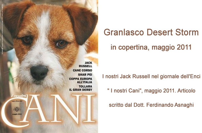  - Jack Russell Terrier Granlasco
