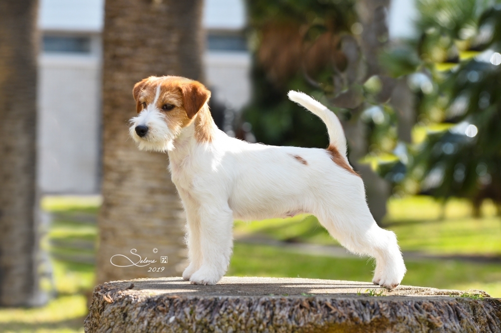 Lo standard di razza del Jack Russell Terrier - Jack Russell Terrier Granlasco