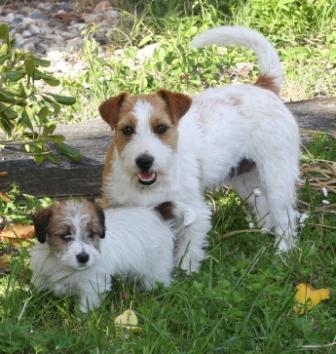 Granlasco Kennel - Jack Russell Terrier Granlasco