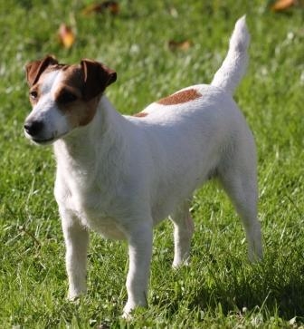 Granlasco Ielosubmarine - Jack Russell Terrier Granlasco