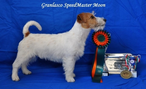 Granlasco SpeedMaster Moon - Jack Russell Terrier Granlasco