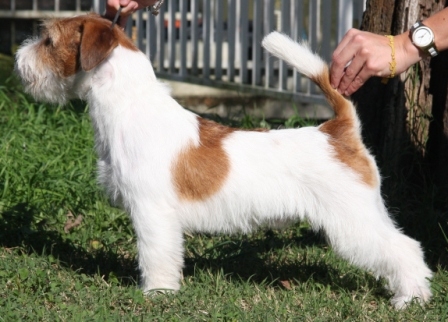 Royal di San Ruffino Jack Adone aka DADO - Jack Russell Terrier Granlasco