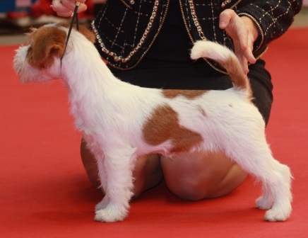 Granlasco Brioche Aka Bri - Jack Russell Terrier Granlasco