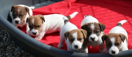 Litter born on 28th of March 2015 - Jack Russell Terrier Granlasco
