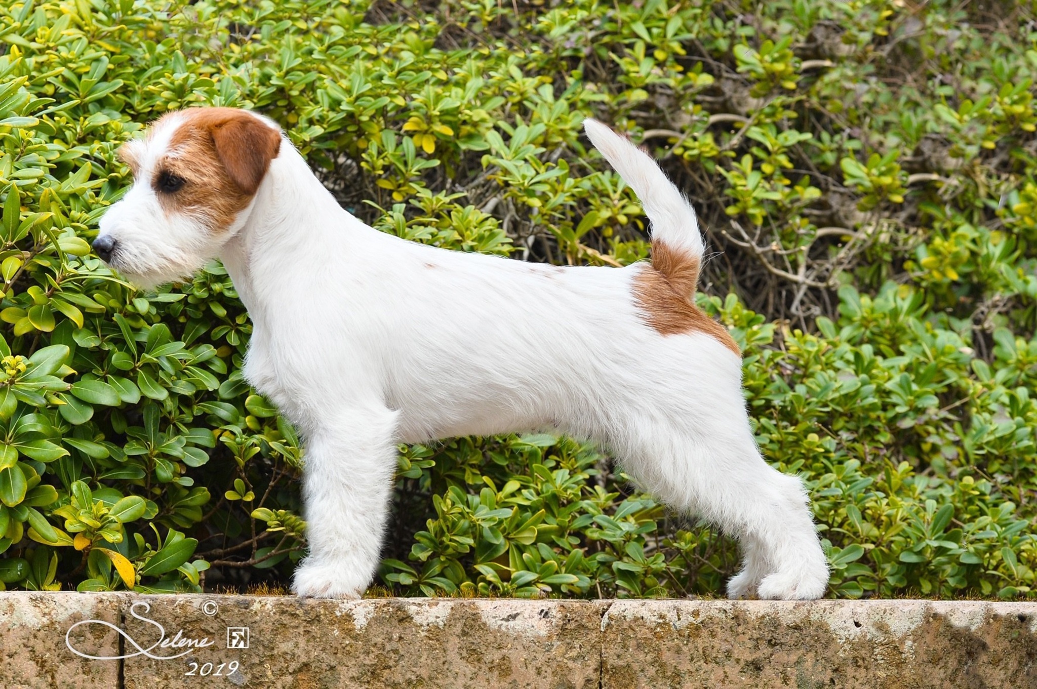 HOME PAGE}  {JACK RUSSELL TERRIER GRANLASCO}